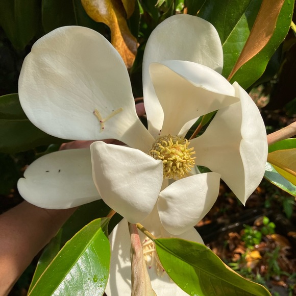 lcmagnolia